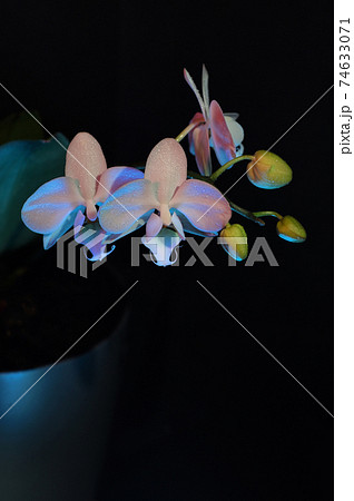 White Phalaenopsis Orchid with gel filters 74633071