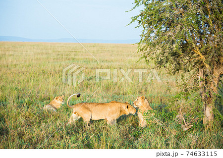 野生のライオンの群れ (アフリカ) 74633115