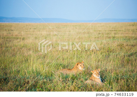 野生のライオン (アフリカ) 野生のライオン (アフリカ) 74633119