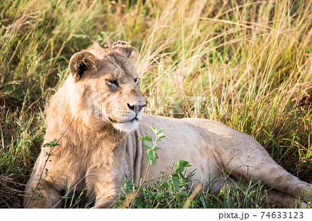 野生のライオン (アフリカ) 74633123