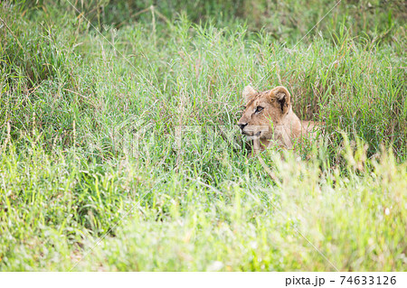 野生のライオン アフリカ の写真素材