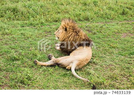 ライオンとアフリカの大地 - artinicrash.com.au