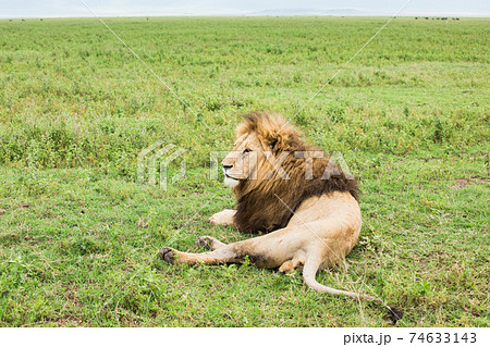 野生のライオン (アフリカ) 74633143
