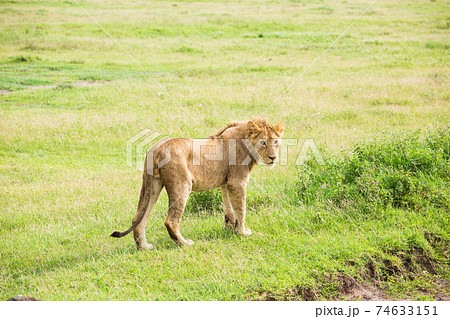 野生のライオン (アフリカ) 74633151