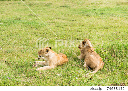 野生のライオン (アフリカ) 74633152