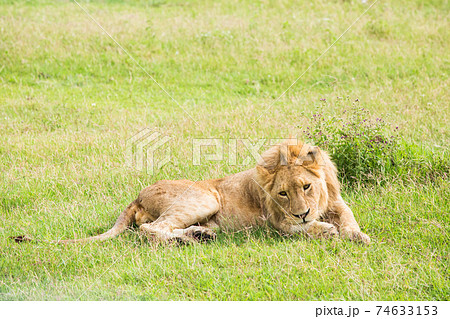 野生のライオン (アフリカ) 74633153