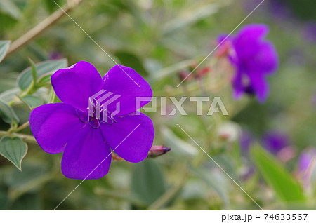 紫色のシコンノボタンの花が咲いています。学名はTibouchina urvilleanaです。 紫色のシコンノボタンの花が咲いています。学名はTibouchina urvilleanaです。 74633567