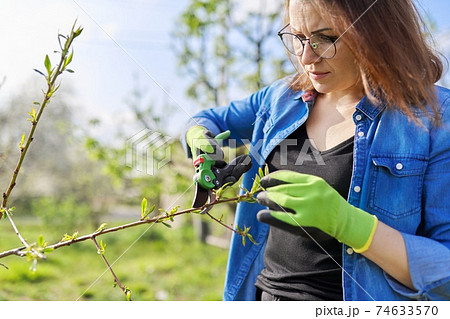 Spring pruning garden, woman with garden scissors pruning on fruit trees 74633570