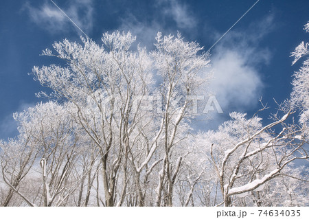 ブナの森の美し過ぎる樹氷の写真素材 ブナの森の美し過ぎる樹氷の写真素材 74634035