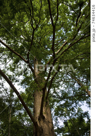 この木の名前はラクウショウ(落羽松)です。学名はTaxodium distichumです。 この木の名前はラクウショウ(落羽松)です。学名はTaxodium distichumです。 74634416