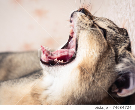 purebred kitten british chinchilla with straight ears opened his mouth and yawns purebred kitten british chinchilla with straight ears opened his mouth and yawns 74634724
