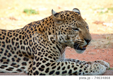 Leopard Leopard 74634868