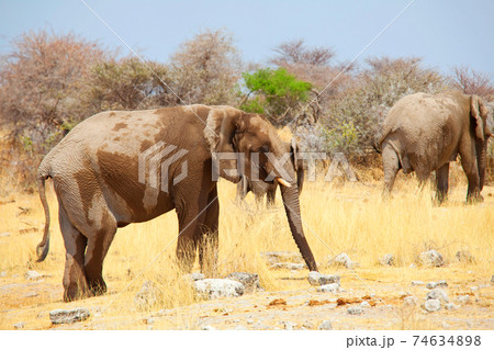 African elephant 74634898