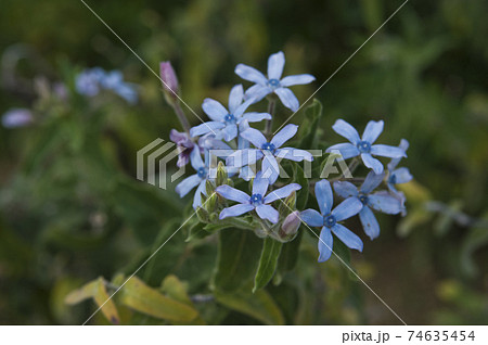 ブルースター ルリトウワタ の青い花が咲いています 学名はoxypetalum Coeruleumの写真素材