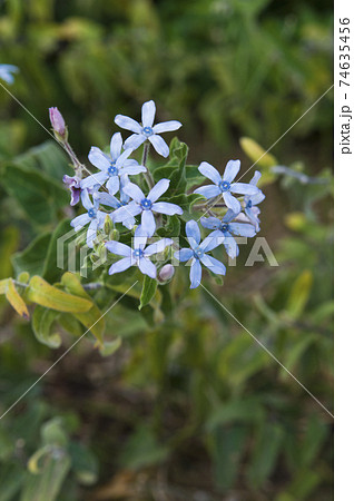 ブルースター（ルリトウワタ）の青い花が咲いています。学名はOxypetalum coeruleum 74635456