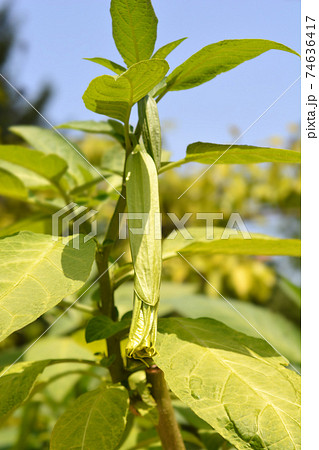 Angels trumpet 74636417