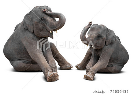Baby elephant isolated Baby elephant isolated 74636455