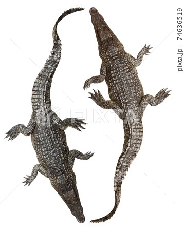 Crocodile isolated Crocodile isolated 74636519