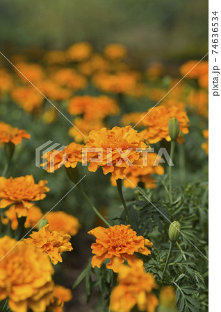 公園の花壇に黄色とオレンジ色のフレンチマリーゴールドが咲いています の写真素材