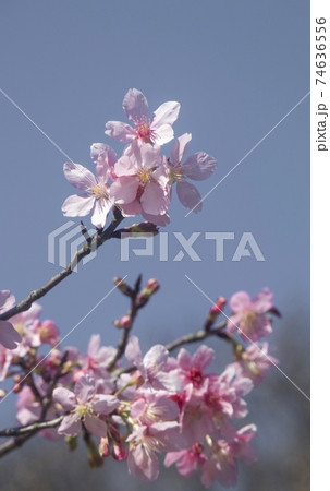 桜 さくら サクラ 74636556