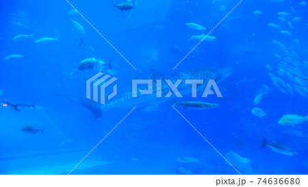 水槽のサメ 74636680