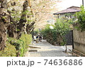 桜 74636886