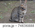 猫 74636888