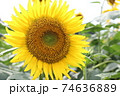 ひまわり 74636889