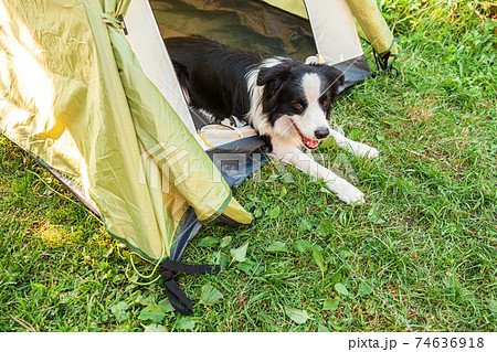 Outdoor portrait of cute funny puppy dog border collie lying down inside in camping tent. Pet travel adventure with dog companion. Guardian and camping protection. Trip tourism concept Outdoor portrait of cute funny puppy dog border collie lying down inside in camping tent. Pet travel adventure with dog companion. Guardian and camping protection. Trip tourism concept 74636918