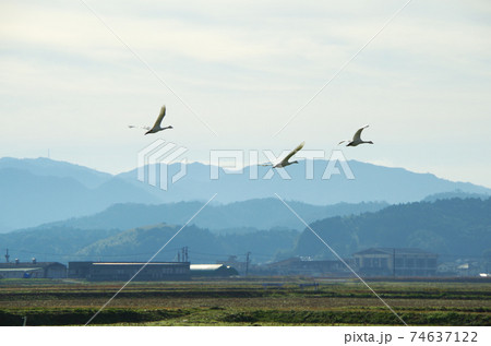 白鳥が餌場の上空を飛んで移動する光景 … 島根県 安来市（晴れ） 74637122