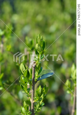 Oval-leaved privet 74637146