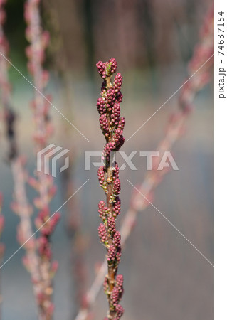Four-stamen tamarisk 74637154