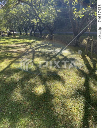 公園で太陽の光が虹のように写る 公園で太陽の光が虹のように写る 74637438