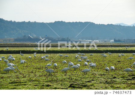 農閑期の田畑を移動しながら餌を食べる白鳥の群れ … 島根県 安来市(晴れ) 農閑期の田畑を移動しながら餌を食べる白鳥の群れ … 島根県 安来市(晴れ) 74637473