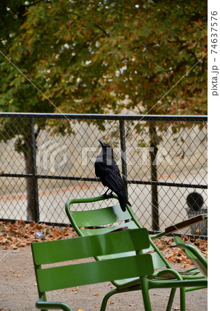 フランス・パリ、チュイルリー公園の椅子の上で佇むカラスの写真素材 [74637576] - PIXTA