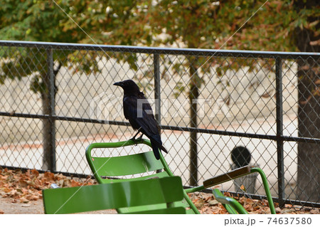 フランス・パリ、チュイルリー公園の椅子の上で佇むカラスの写真素材 [74637580] - PIXTA