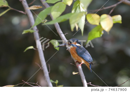 水辺の木の枝に止まるカワセミ 74637900