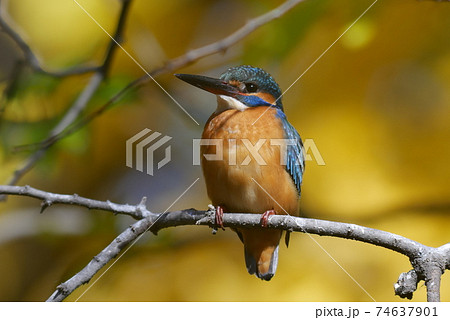 水辺の木の枝に止まるカワセミ 74637901