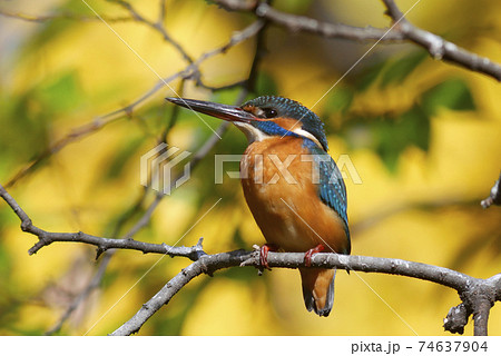 水辺の木の枝に止まるカワセミの写真素材 [74637904] - PIXTA