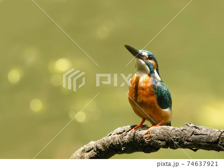 水辺の木の枝に止まるカワセミ 74637921