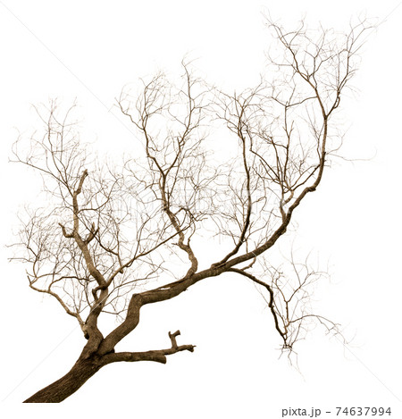 Dead tree 74637994