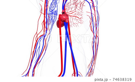 Rotating model of the human circulatory system. 3d rendering blood vessels. The medical background, computer generated. Rotating model of the human circulatory system. 3d rendering blood vessels. The medical background, computer generated. 74638319