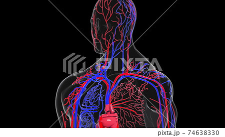 Rotating model of the human circulatory system. 3d rendering blood vessels. The medical background, computer generated. Rotating model of the human circulatory system. 3d rendering blood vessels. The medical background, computer generated. 74638330