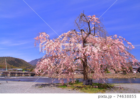 嵐山公園（京都市右京区）満開の桜 74638855
