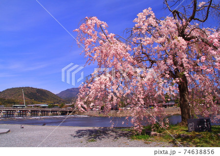 嵐山公園(京都市右京区)満開の桜 嵐山公園(京都市右京区)満開の桜 74638856