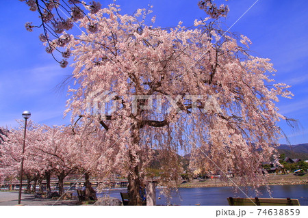 嵐山公園（京都市右京区）満開の桜 74638859