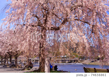 嵐山公園（京都市右京区）満開の桜 74638861