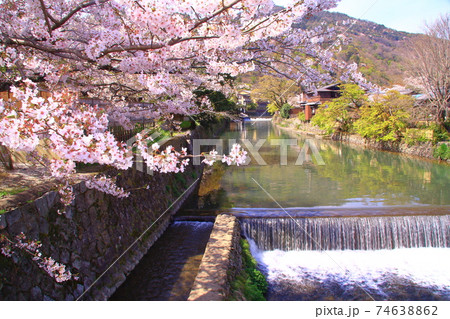 嵐山公園(京都市右京区)中之島橋付近・満開の桜 嵐山公園(京都市右京区)中之島橋付近・満開の桜 74638862