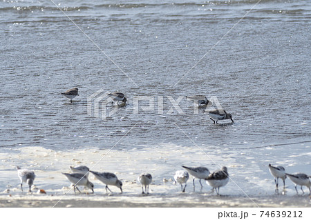 海辺のハマシギ群れ  74639212