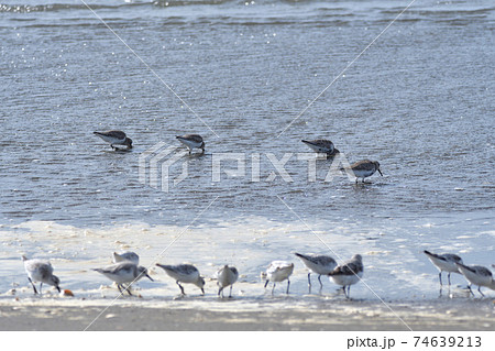海辺のハマシギ群れ  74639213